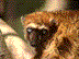 Lemurs