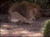 Sleeping Animals